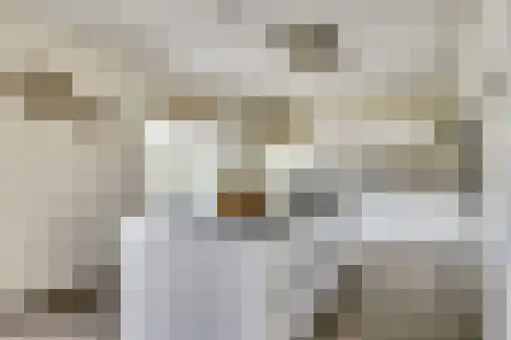 Dille 3 Heerhugowaard thumbnail 19