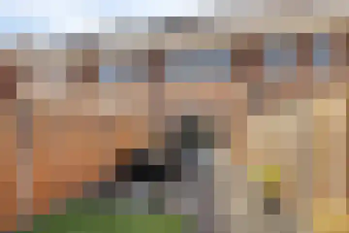 Dille 58 Asten thumbnail 35