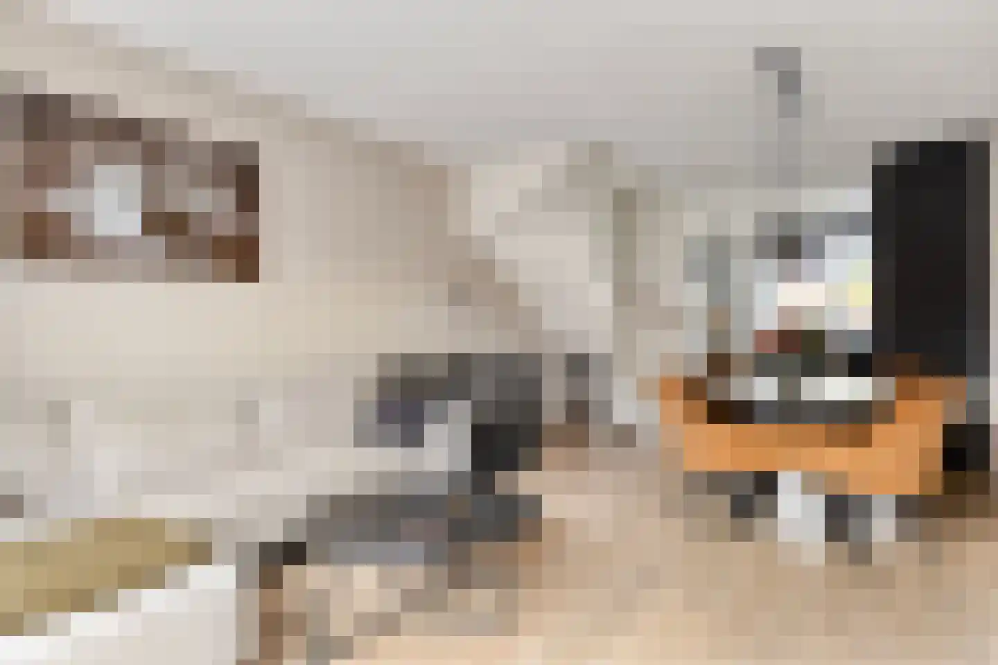 Dille 60 Asten thumbnail 15