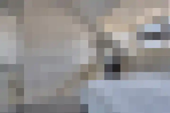 Dille 83 Asten thumbnail 16