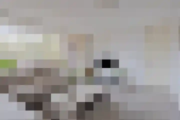 Dillegaard 277 Heerlen thumbnail 6