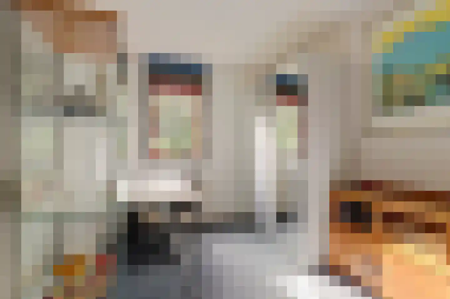 Dillegaarde 4 Gouda thumbnail 30