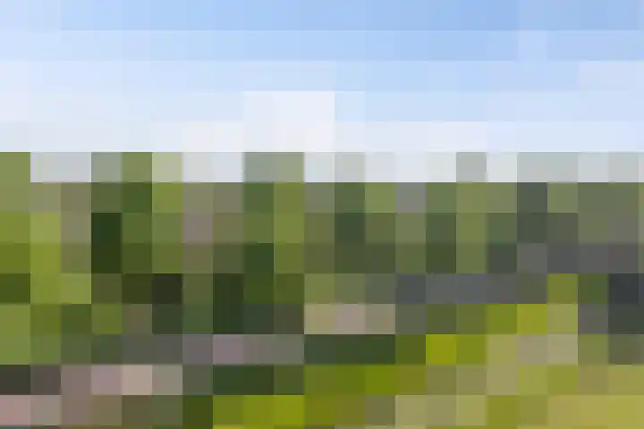 Dillehof 65 Oosterhout thumbnail 37