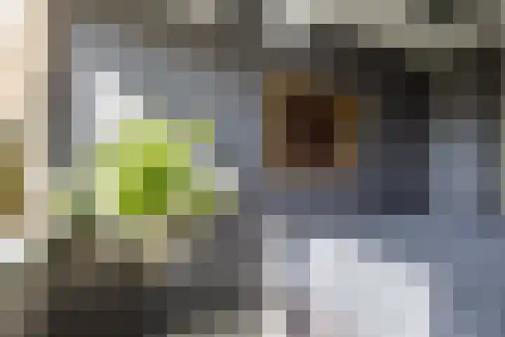 Dilleveld 47 Doetinchem thumbnail 27