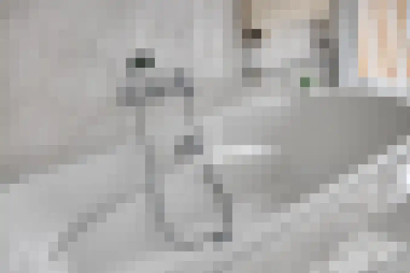 Dillewijnen 2 Veenendaal thumbnail 36