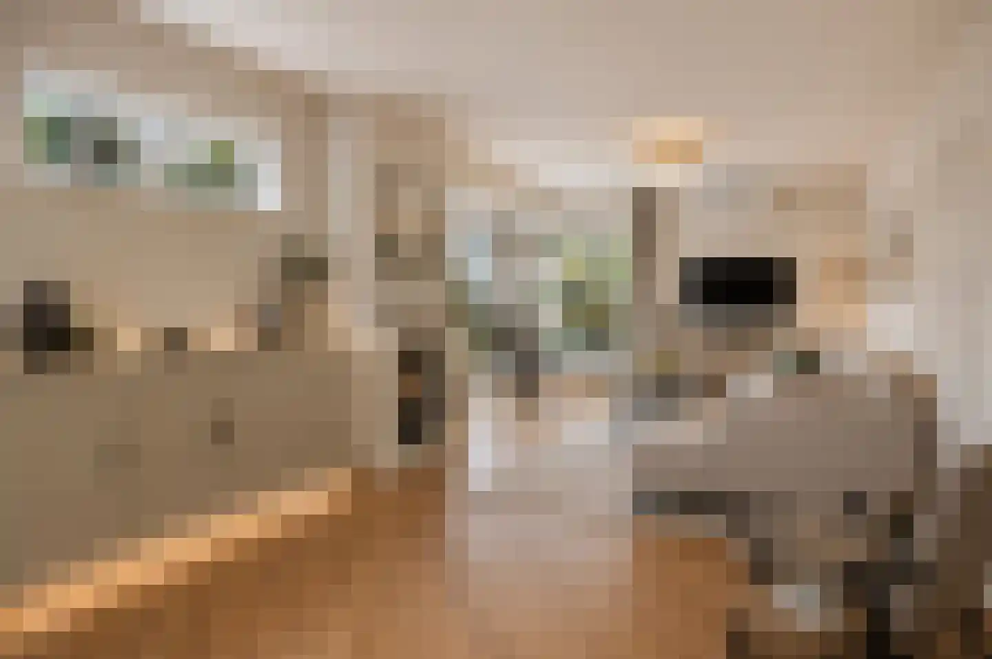 Dillewijnen 2 Veenendaal thumbnail 5
