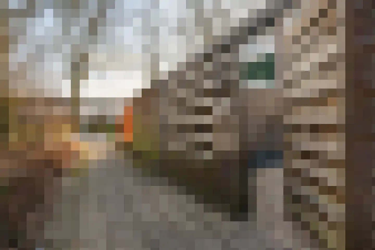 Dillingecamp 16 Emmen thumbnail 36