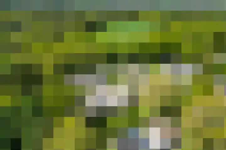 Ding 2 Norg thumbnail 45