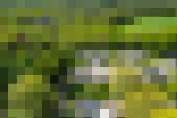 Ding 2 Norg thumbnail 46