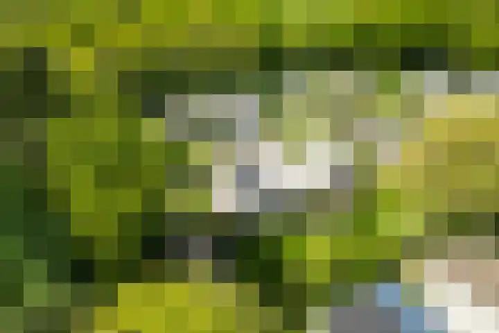 Ding 2 Norg thumbnail 47