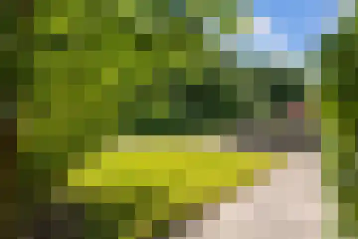Dingenpad 6 Baflo thumbnail 5