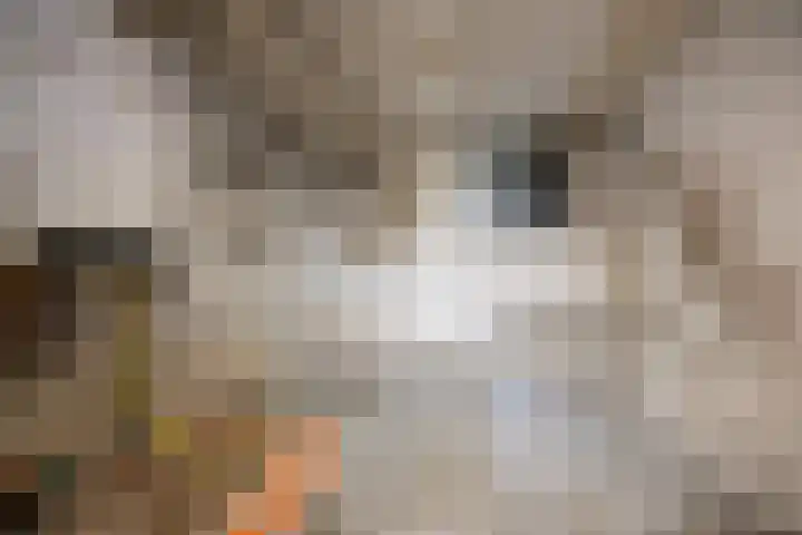 Dingostraat 120 Nijmegen thumbnail 28