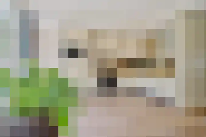 Dingostraat 61 Nijmegen thumbnail 20