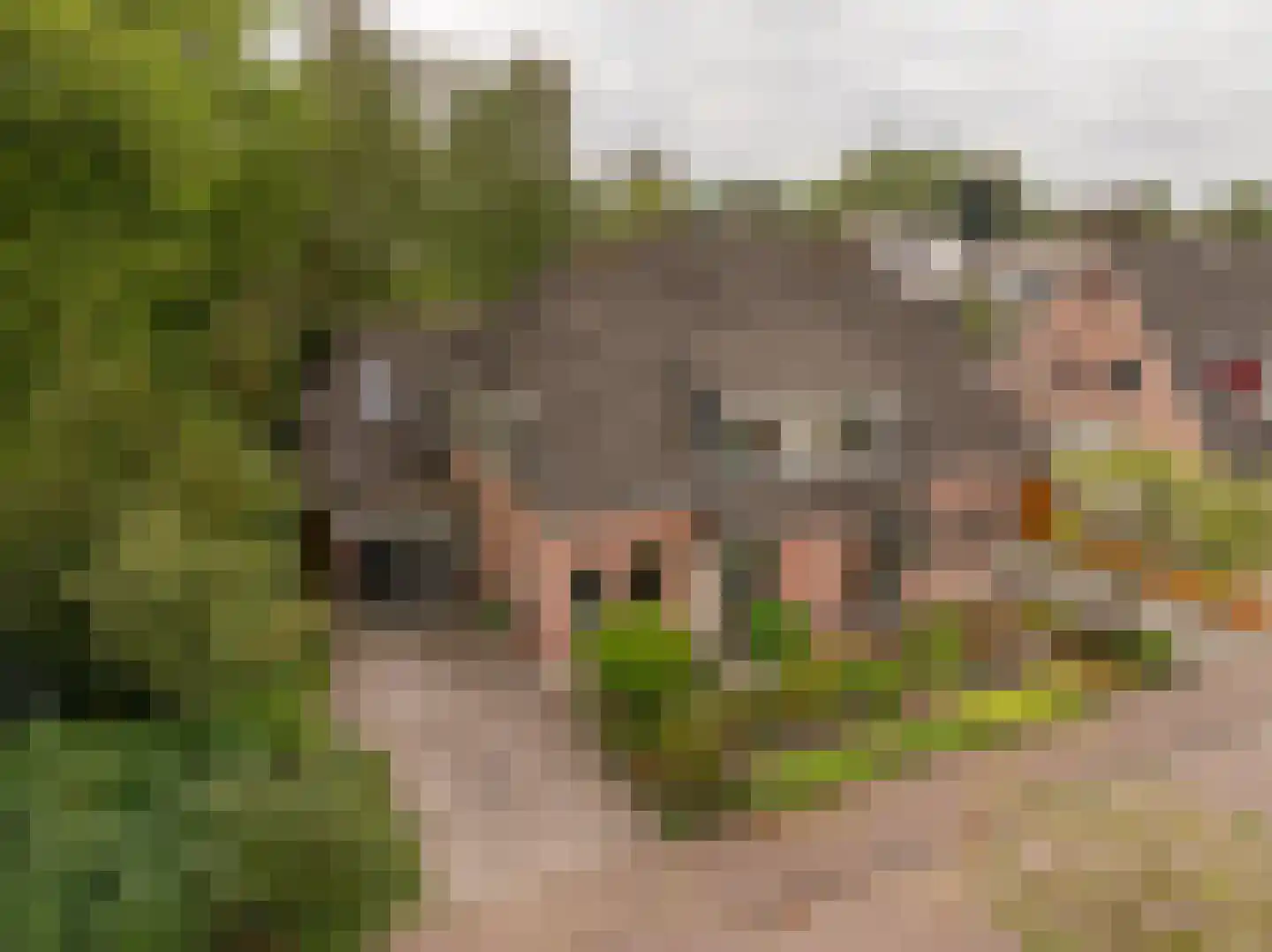 Dingspel 9 in Zuidwolde