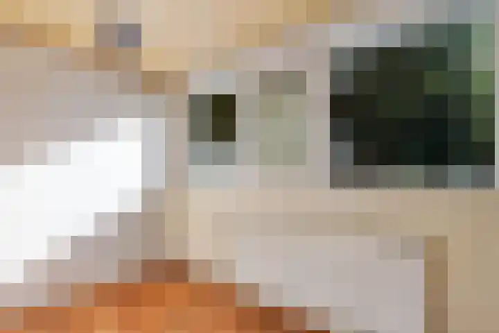Dingspellaan 11 Emmen thumbnail 21