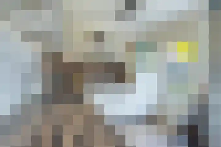 Dinkel 13 Huizen thumbnail 11