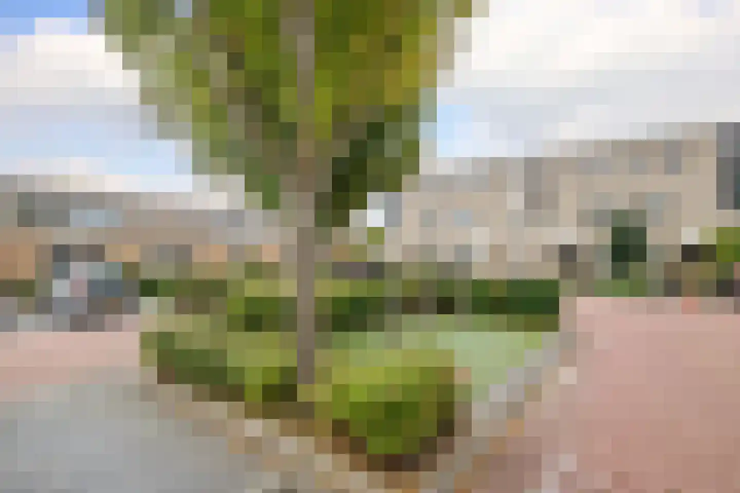 Dinkel 42 Nieuwerkerk aan den IJssel thumbnail 43