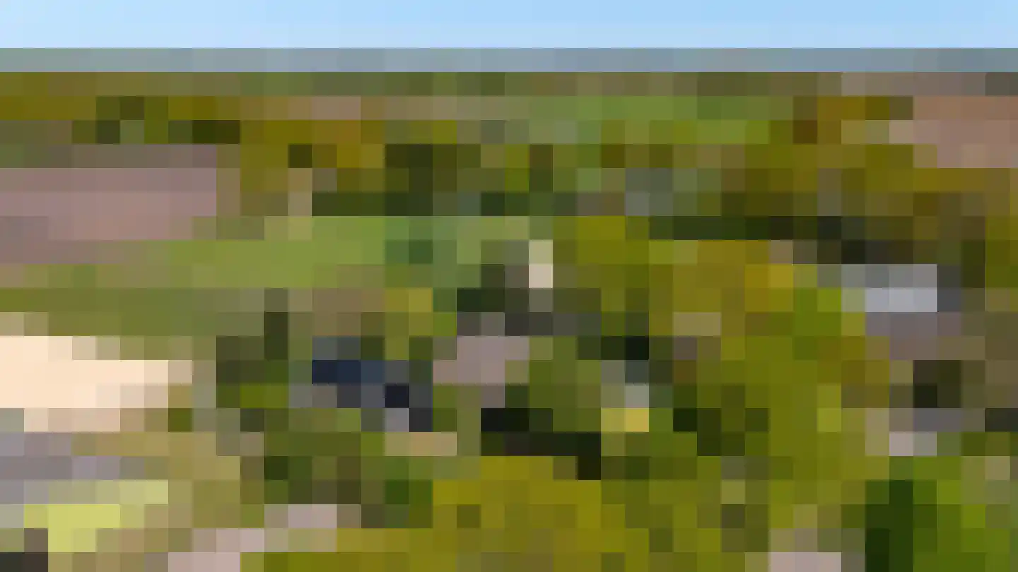 Diphoorn 3 Diphoorn