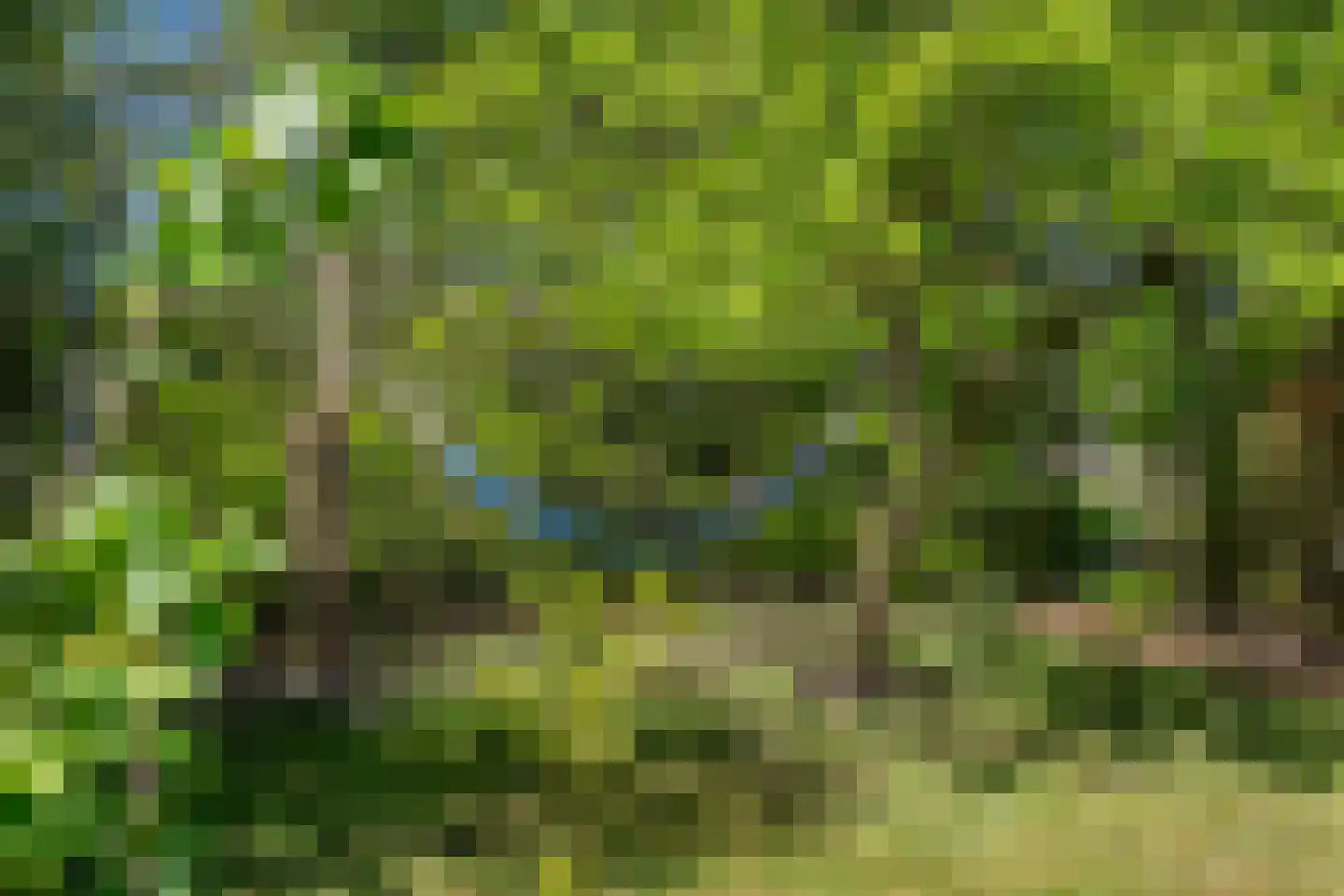 Diphoorn 3 Diphoorn thumbnail 10