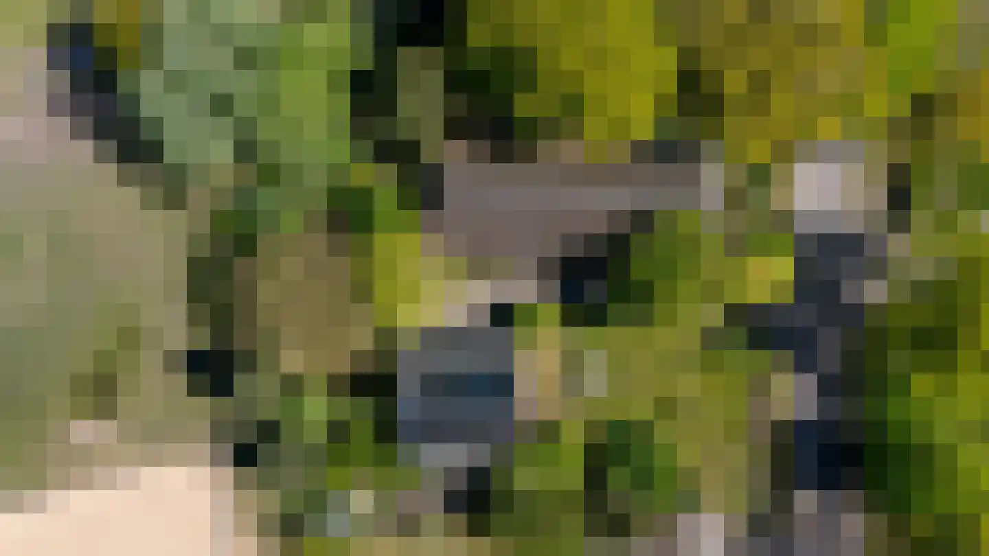 Diphoorn 3 Diphoorn thumbnail 4