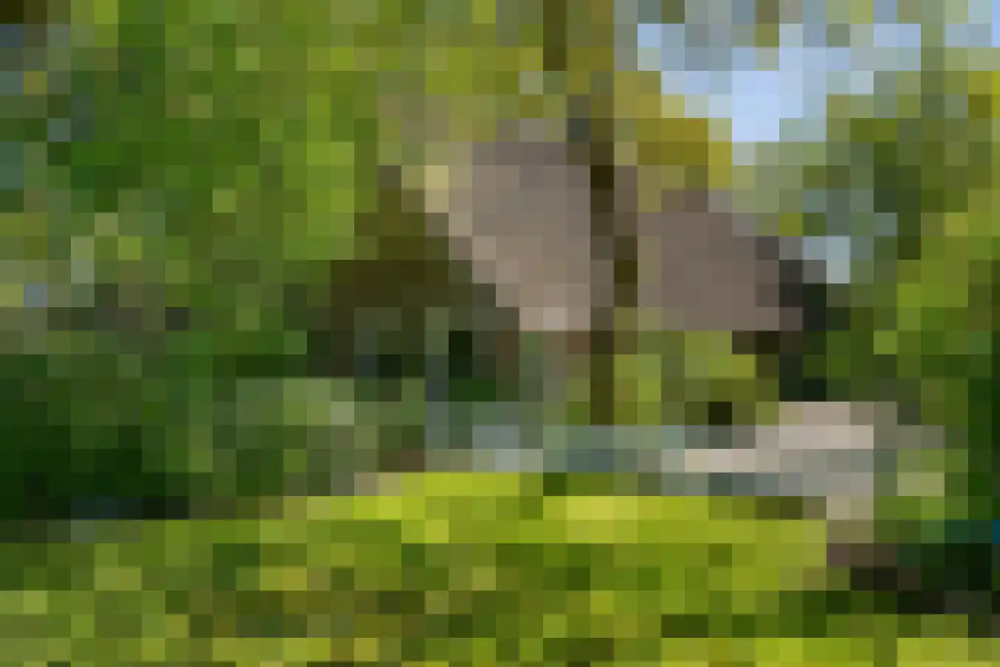 Diphoorn 3 Diphoorn thumbnail 58