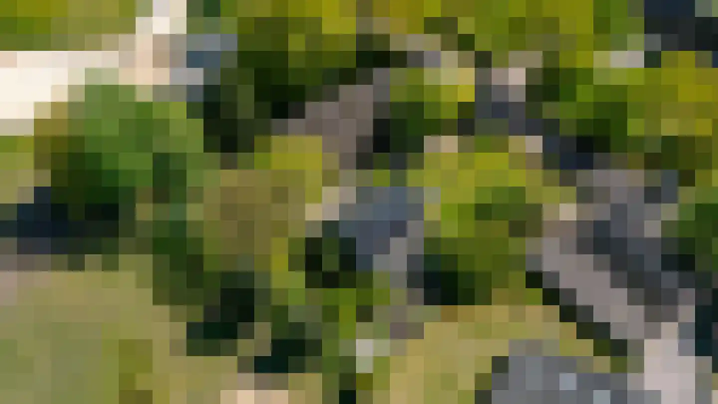 Diphoorn 3 Diphoorn thumbnail 64