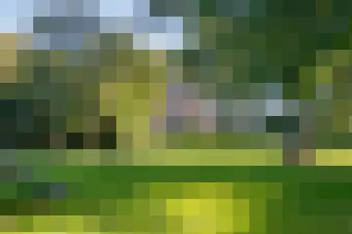 Diphoorn 7 Diphoorn thumbnail 52