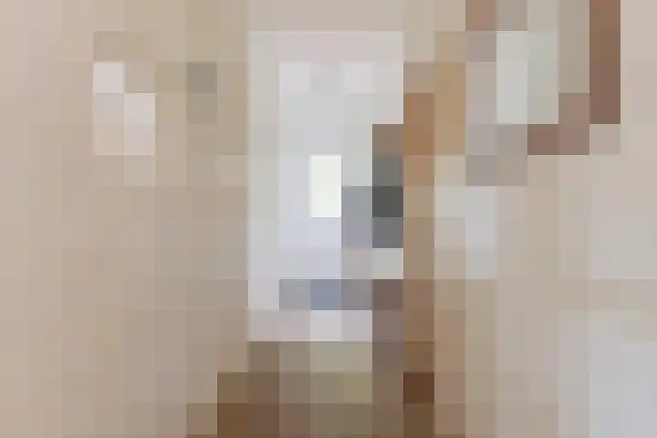 Diphoorn 7 Diphoorn thumbnail 9