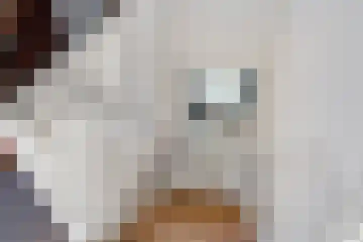 Diphoorn 8 Diphoorn thumbnail 16