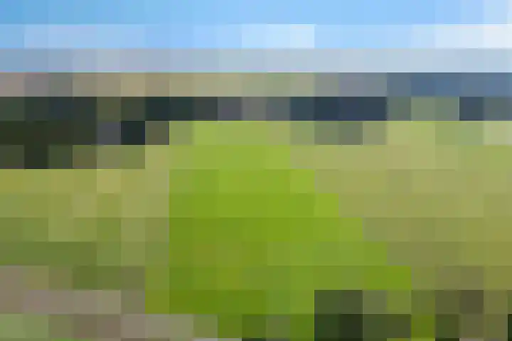 Diphoorn 8 Diphoorn foto 3