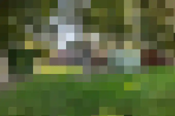 Diphoorn 8 Diphoorn thumbnail 31