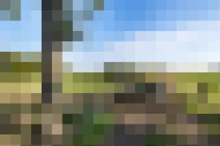 Diphoorn 8 Diphoorn thumbnail 33