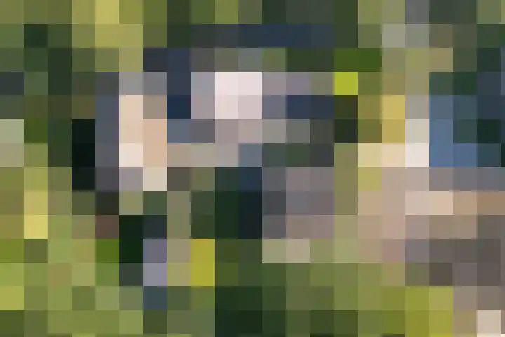 Diphoorn 8 Diphoorn thumbnail 35