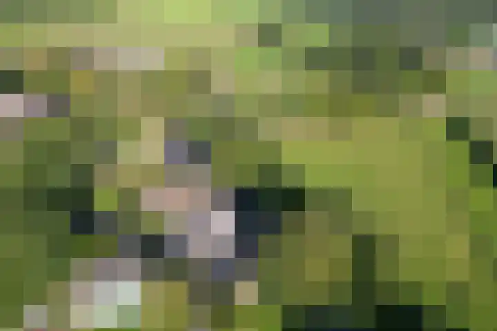 Diphoorn 8 Diphoorn thumbnail 36