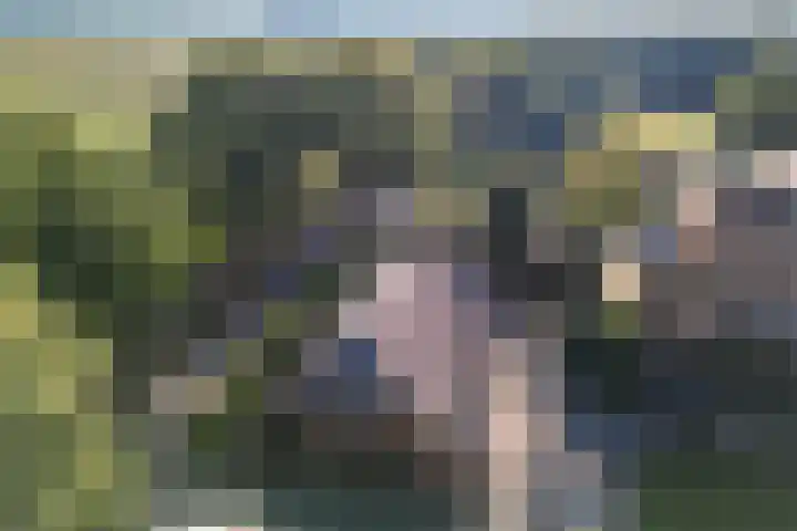 Diphoorn 8 Diphoorn thumbnail 5