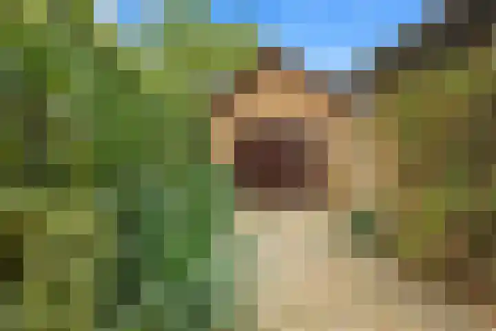 Dippert 12 Bavel thumbnail 30