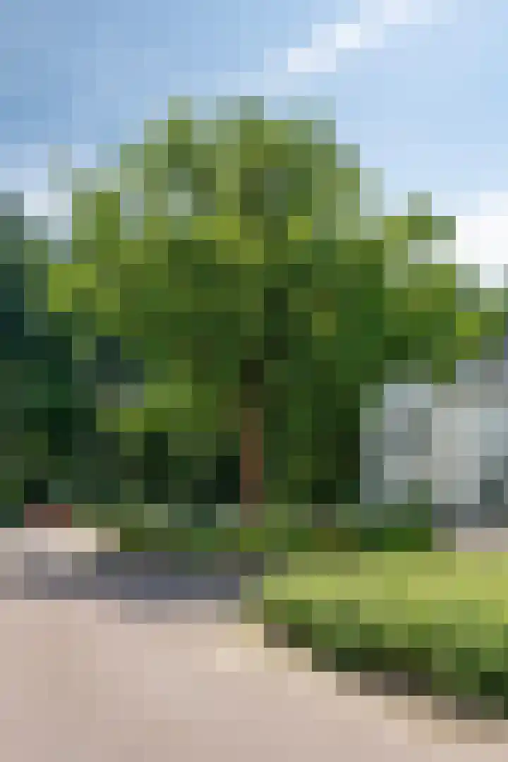Dirigenthof 3 Nuenen thumbnail 33