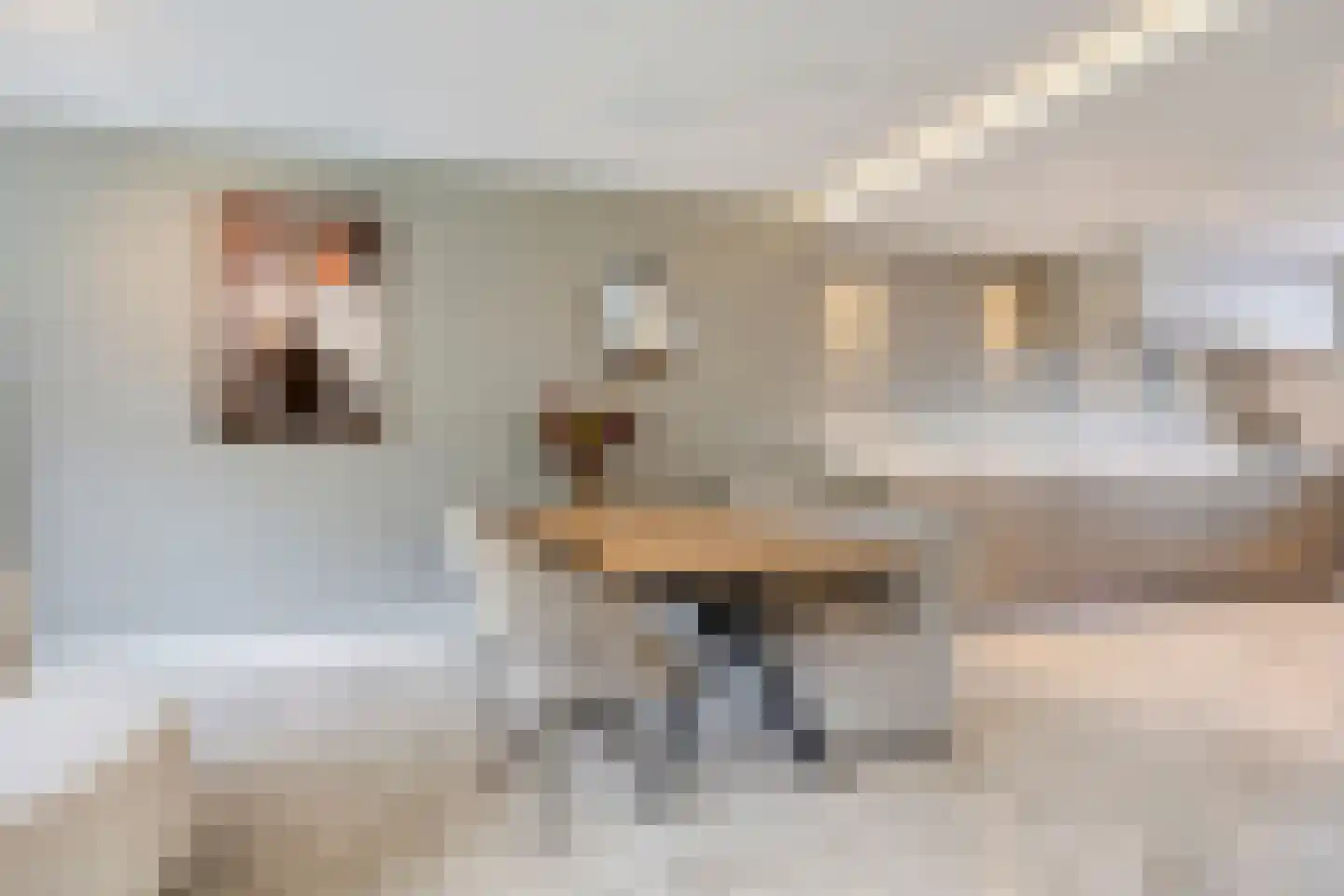 Dirigenthof 6 Nuenen thumbnail 10