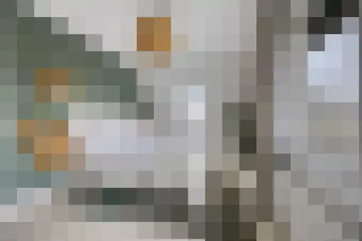 Dirk Haan Erf 14 Warder thumbnail 19