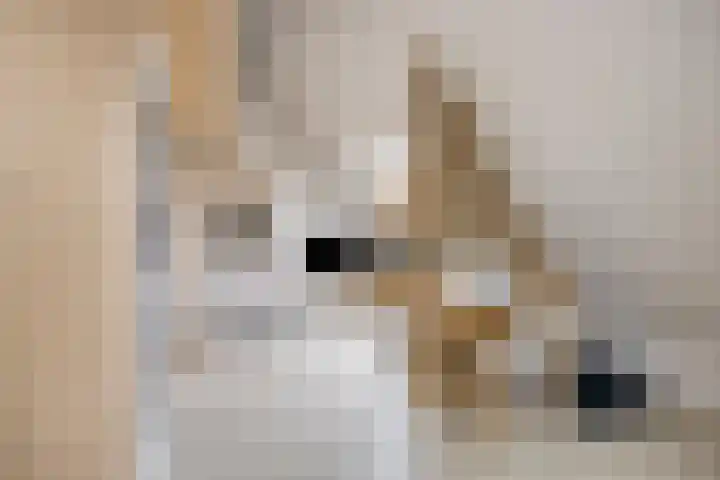 Dirk Haan Erf 14 Warder thumbnail 25