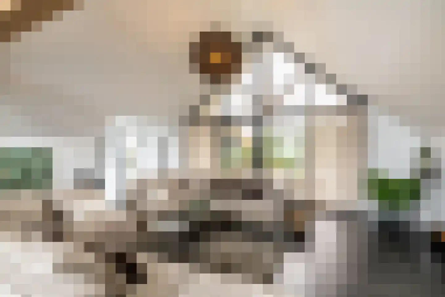 Dirk Haan Erf 9 Warder thumbnail 23
