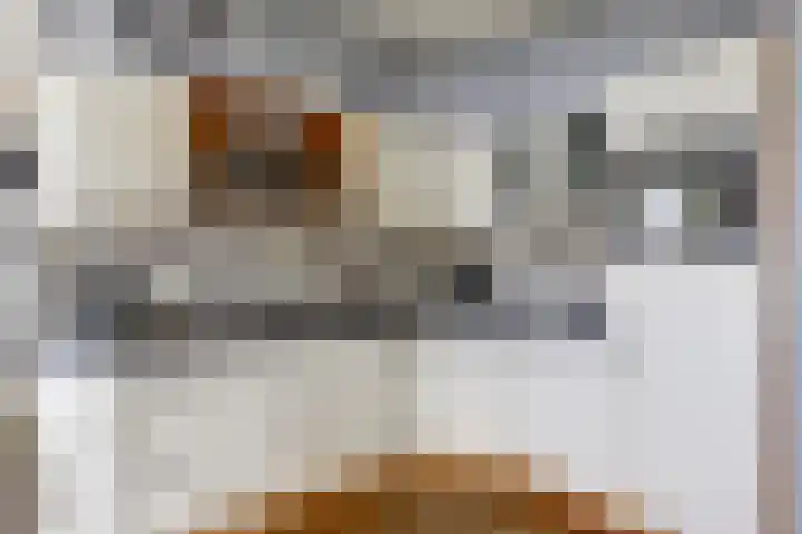 Dirk IV-plein 2 Hoornaar thumbnail 10
