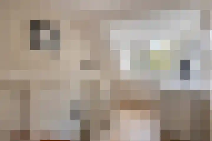 Dirk van den Burgweg 103 Hoek van Holland thumbnail 32