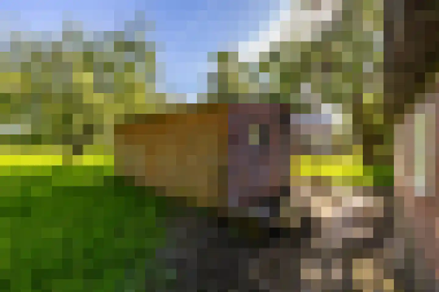 Dirk Wierengastraat 2 Westernieland thumbnail 38