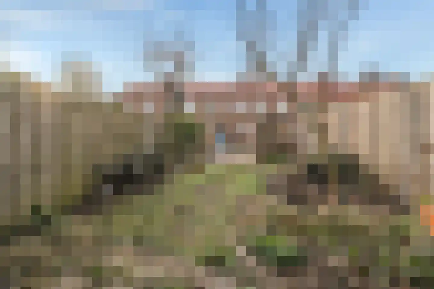 Dirk Wittehof 10 Amsterdam thumbnail 27