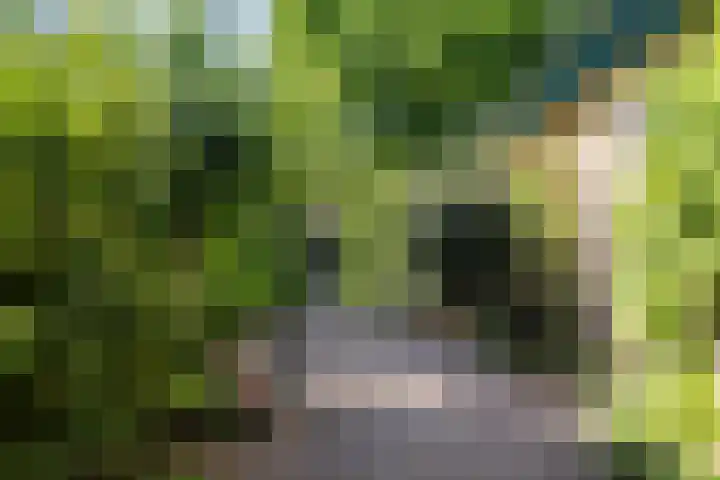 Dirkje van Barneveldweg 22 Austerlitz thumbnail 29