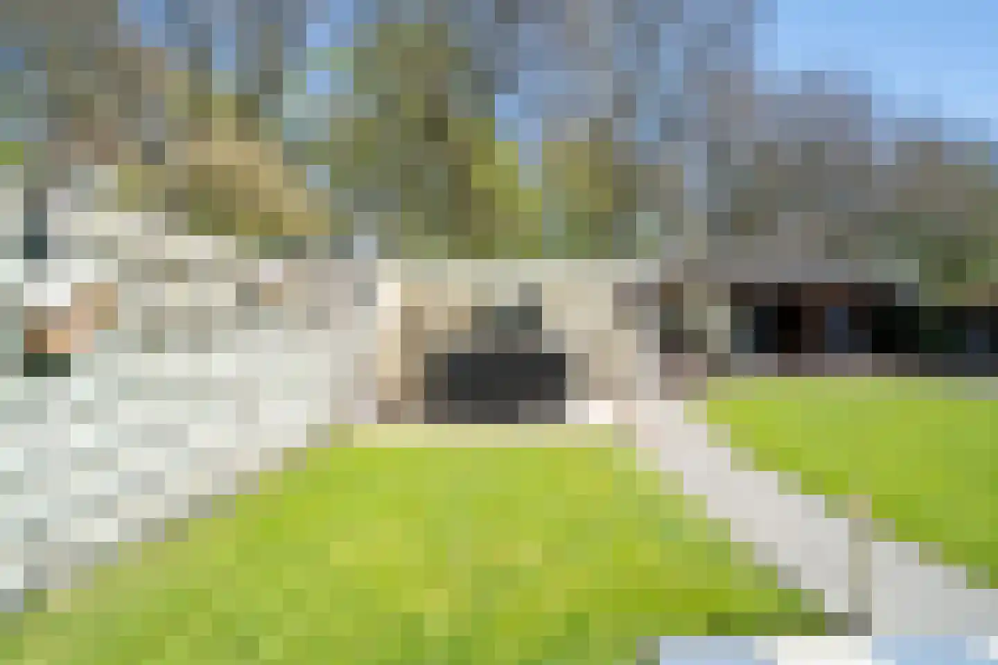 Dissel 113 Maarheeze thumbnail 31