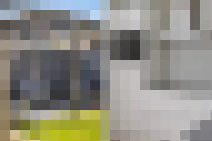 Dissel 18 Hasselt thumbnail 12