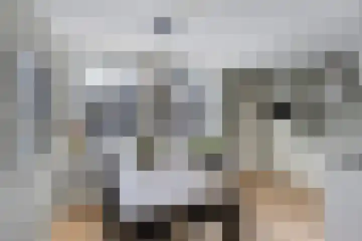 Dissel 18 Hasselt thumbnail 9