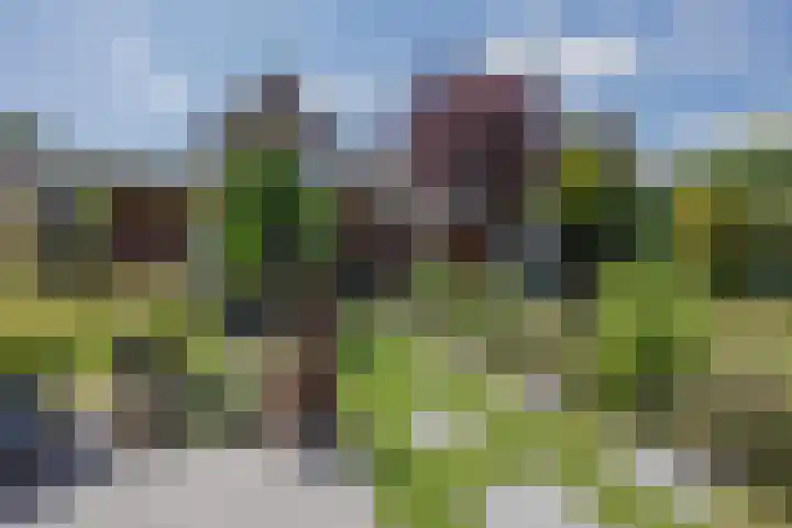 Dissel 4 America thumbnail 44
